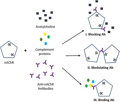 A Functional Human-on-a-Chip Autoimmune Disease Model of Myasthenia Gravis for Development of Therapeutics